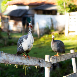 Cenários rurais, colmeias, pomar, galinhas soltas